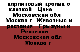 карликовый кролик с клеткой › Цена ­ 500 - Московская обл., Москва г. Животные и растения » Грызуны и Рептилии   . Московская обл.,Москва г.